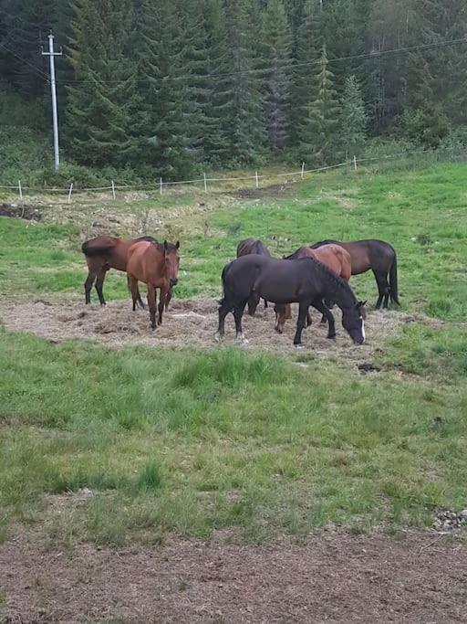 Vakantiehuis River Run Ranch - Telemark *