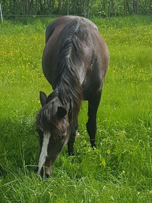River Run Ranch - Telemark Vakantiehuis