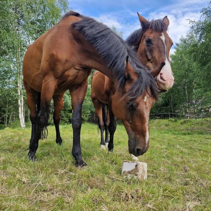 River Run Ranch - Telemark Vakantiehuis Drangedal