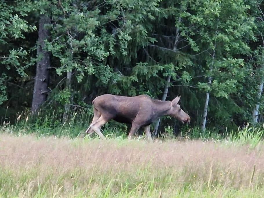 Vakantiehuis River Run Ranch - Telemark Drangedal